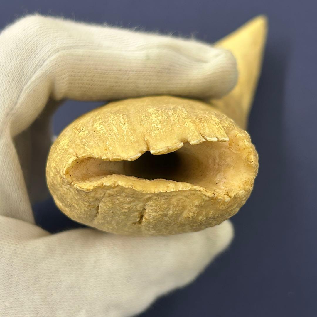 鯨の歯 牙 マッコウクジラ 重量378.1g レア 希少 大きめ 重め キバ