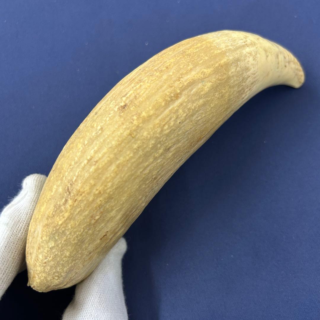 鯨の歯 牙 マッコウクジラ 重量378.1g レア 希少 大きめ 重め キバ
