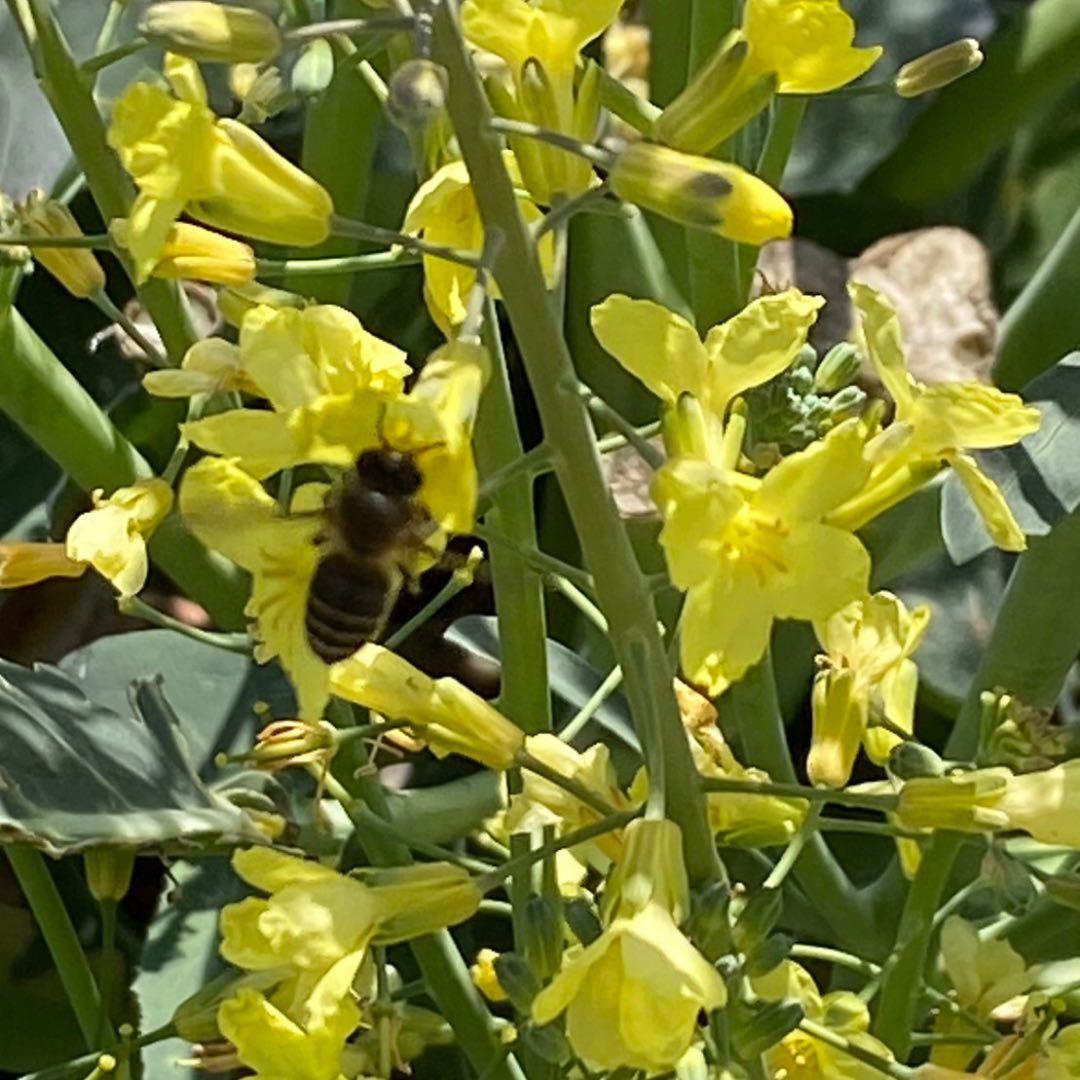 指宿産 日本蜜蜂 百花蜜500g×2本