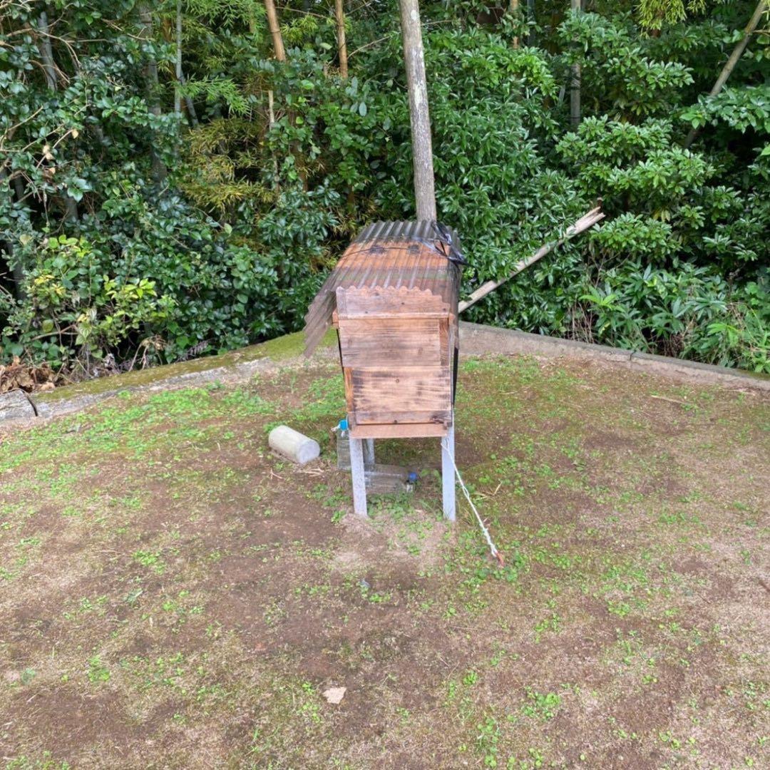 指宿産 日本蜜蜂 百花蜜500g×2本