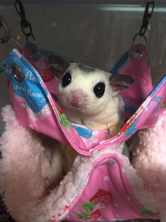 モモンガハウス(アイス・ドーナツ柄) ボアピンク  2100円