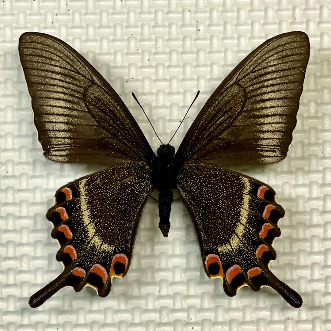 蝶標本　北海道産ミヤマカラスアゲハ春型♂ 採集品　後翅鮮やかな紅色三日月紋　珍品