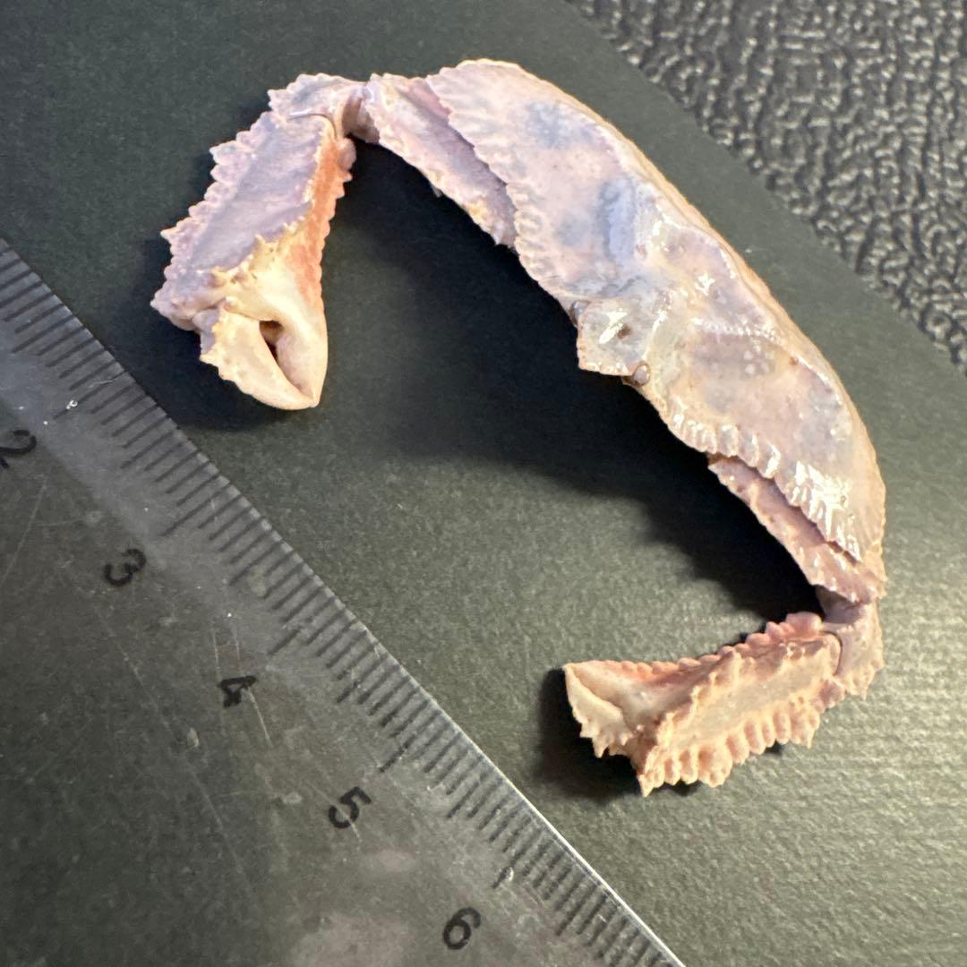 希少生物！？　蟹　カニ　剥製　標本　カワリヒシガニ　ヒシガニ系　甲殻類　自然