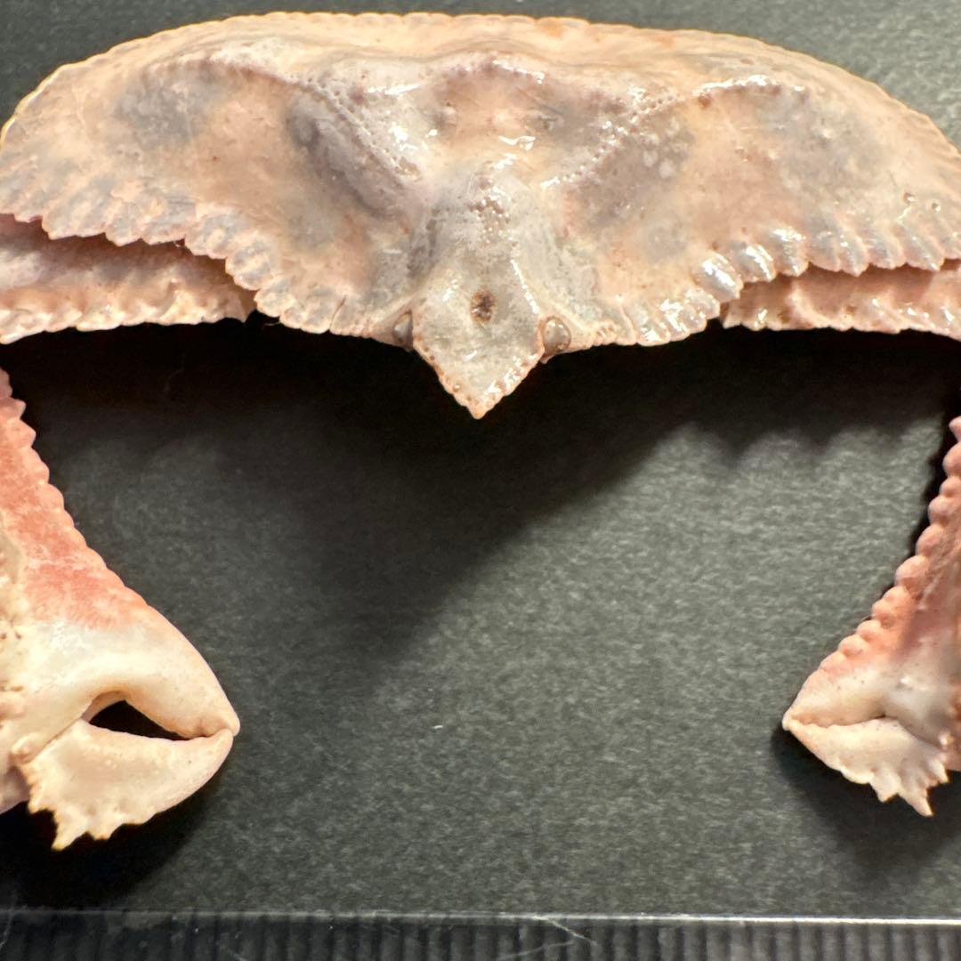 希少生物！？　蟹　カニ　剥製　標本　カワリヒシガニ　ヒシガニ系　甲殻類　自然