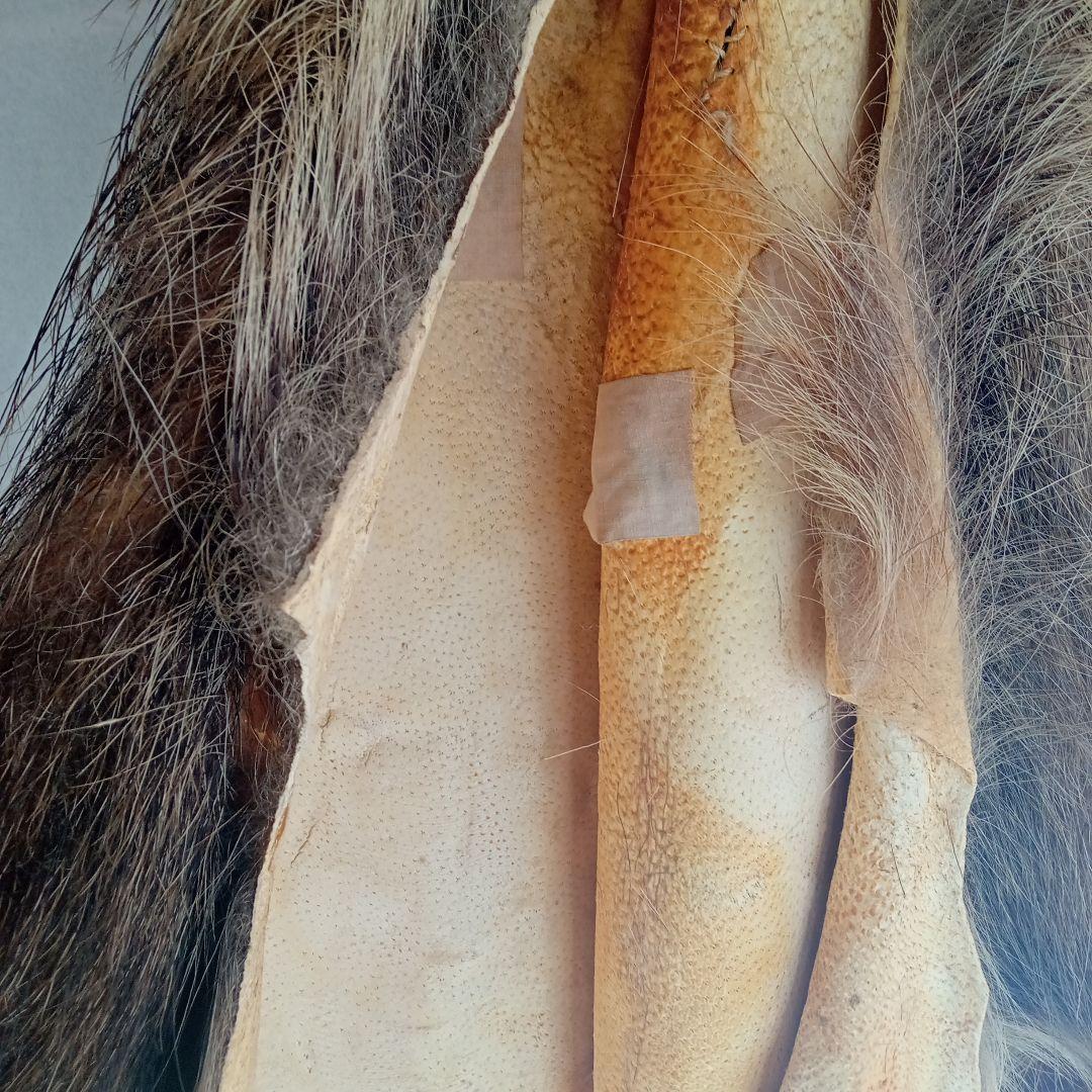 イノシシの毛皮