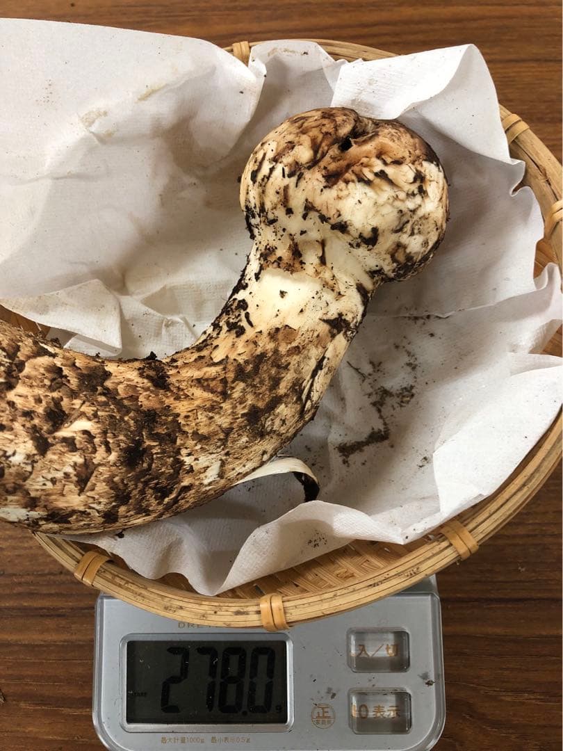 岩手県産　極上天然大蕾松茸（426.5g）④