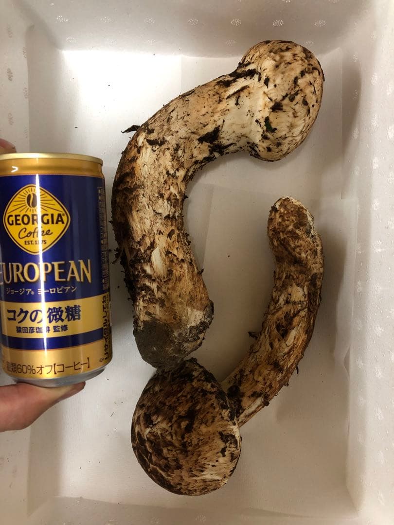 岩手県産　極上天然大蕾松茸（426.5g）④