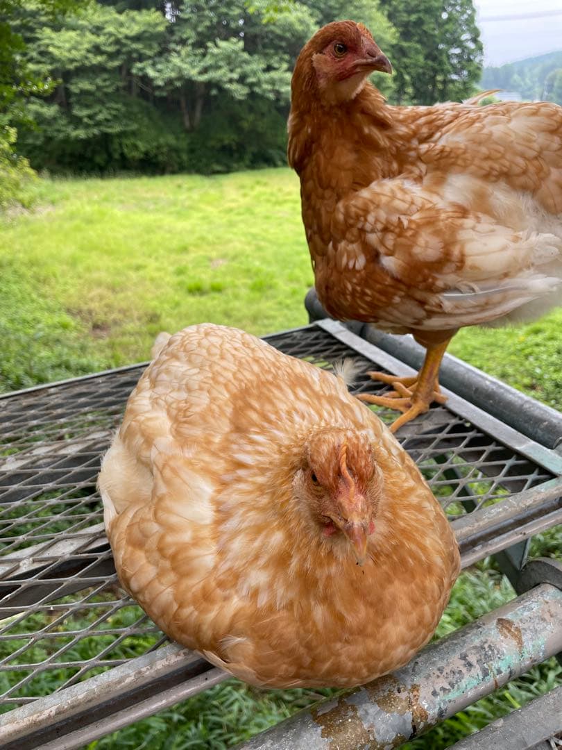 【受付用】結び卵　放し飼い有精卵　終生飼育