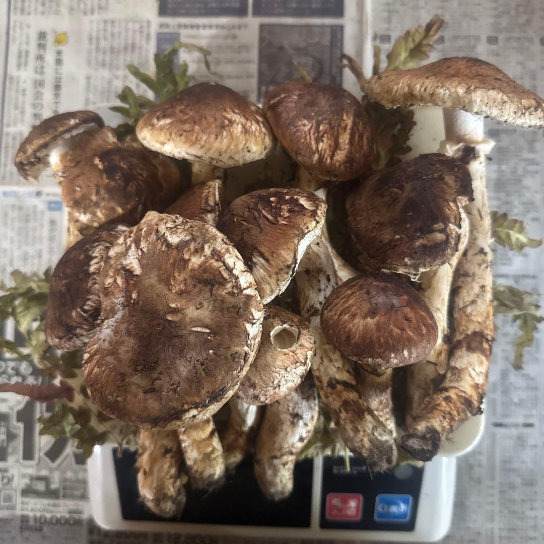 Sarai お待たせして申し訳ありません。