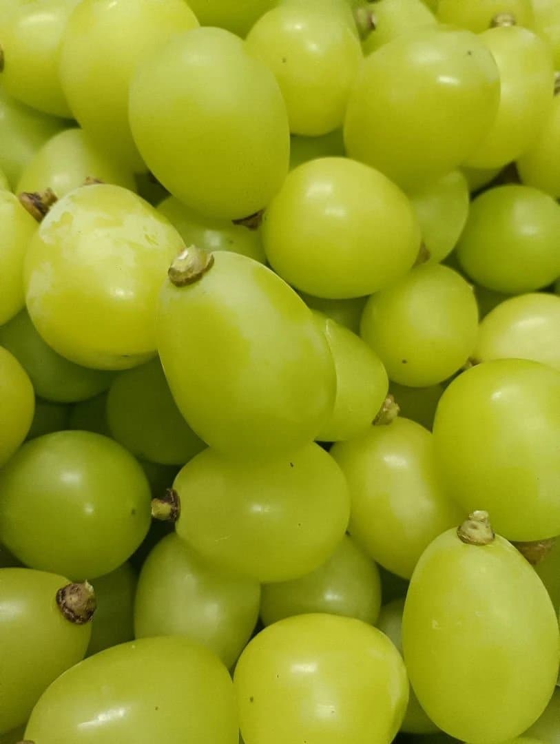 シャインマスカット大粒グリーン粒、徳用5.5キロ入りの粒バック入りになります。