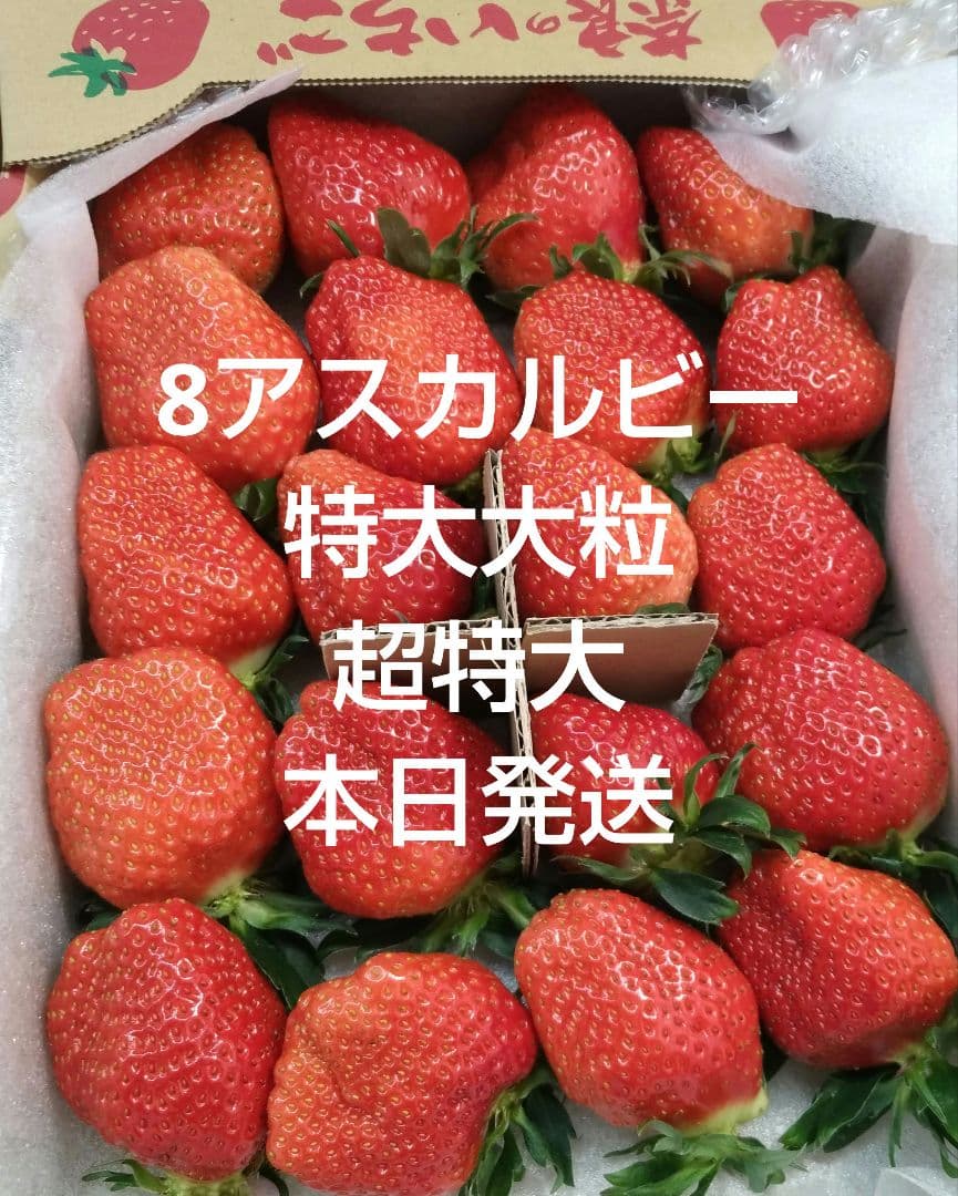 いちご8アスカルビー特大大粒奈良産