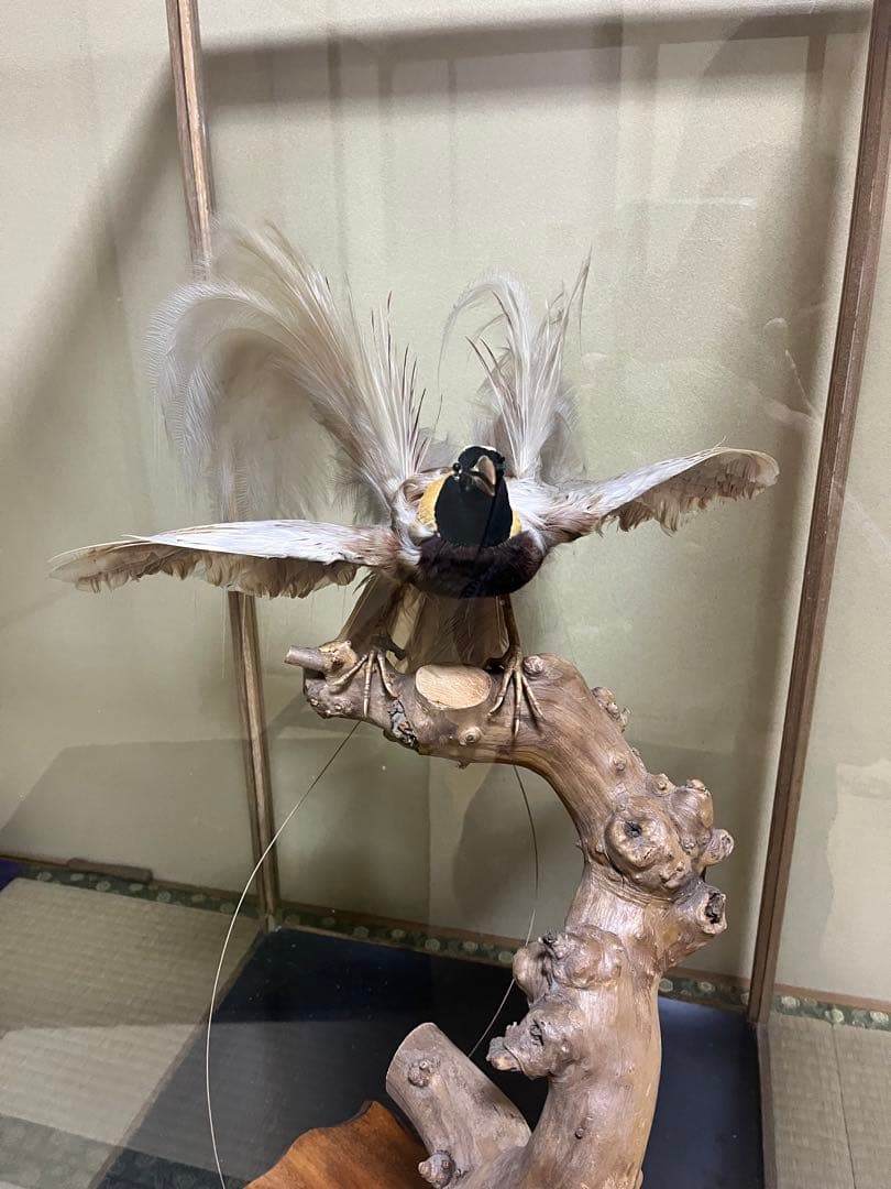 極楽鳥　剥製　置物