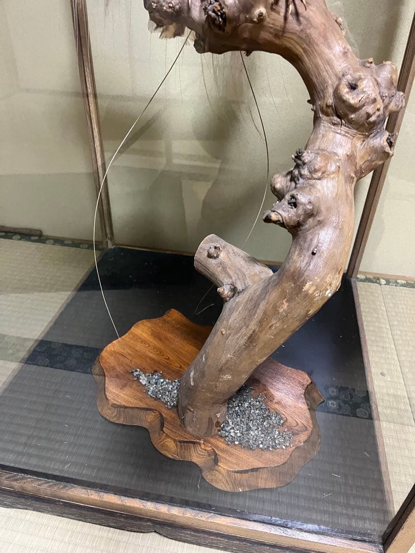 極楽鳥　剥製　置物