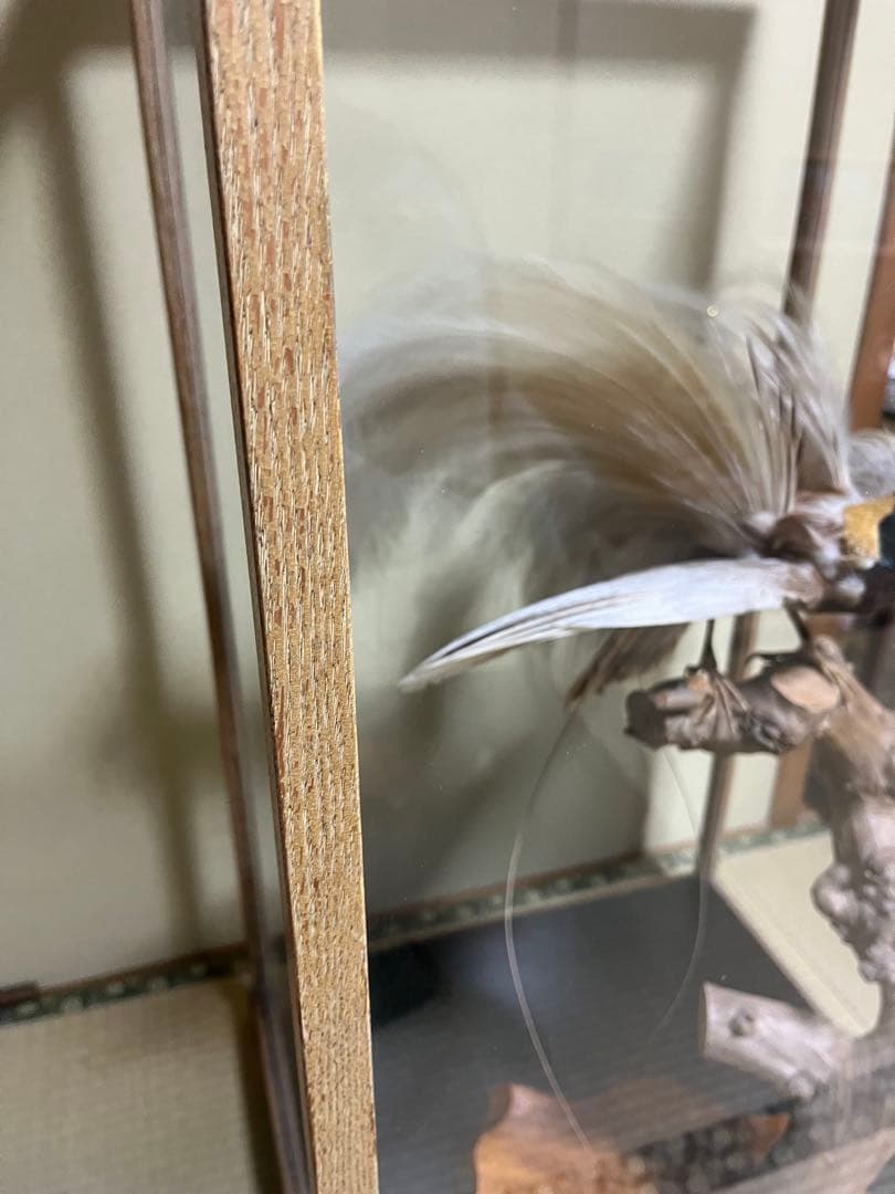 極楽鳥　剥製　置物