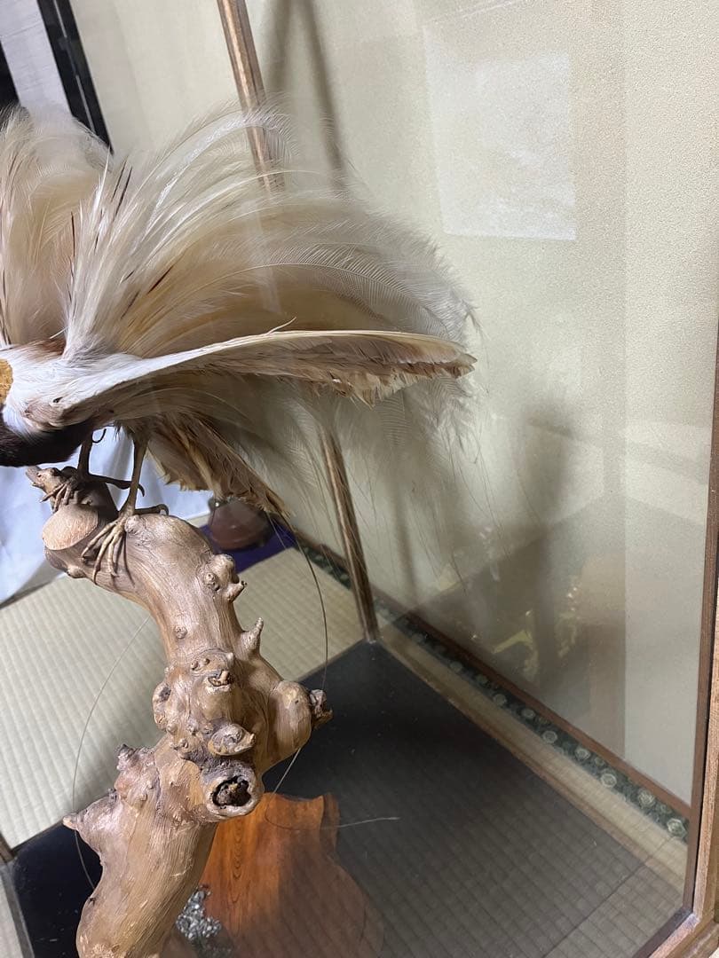 極楽鳥　剥製　置物