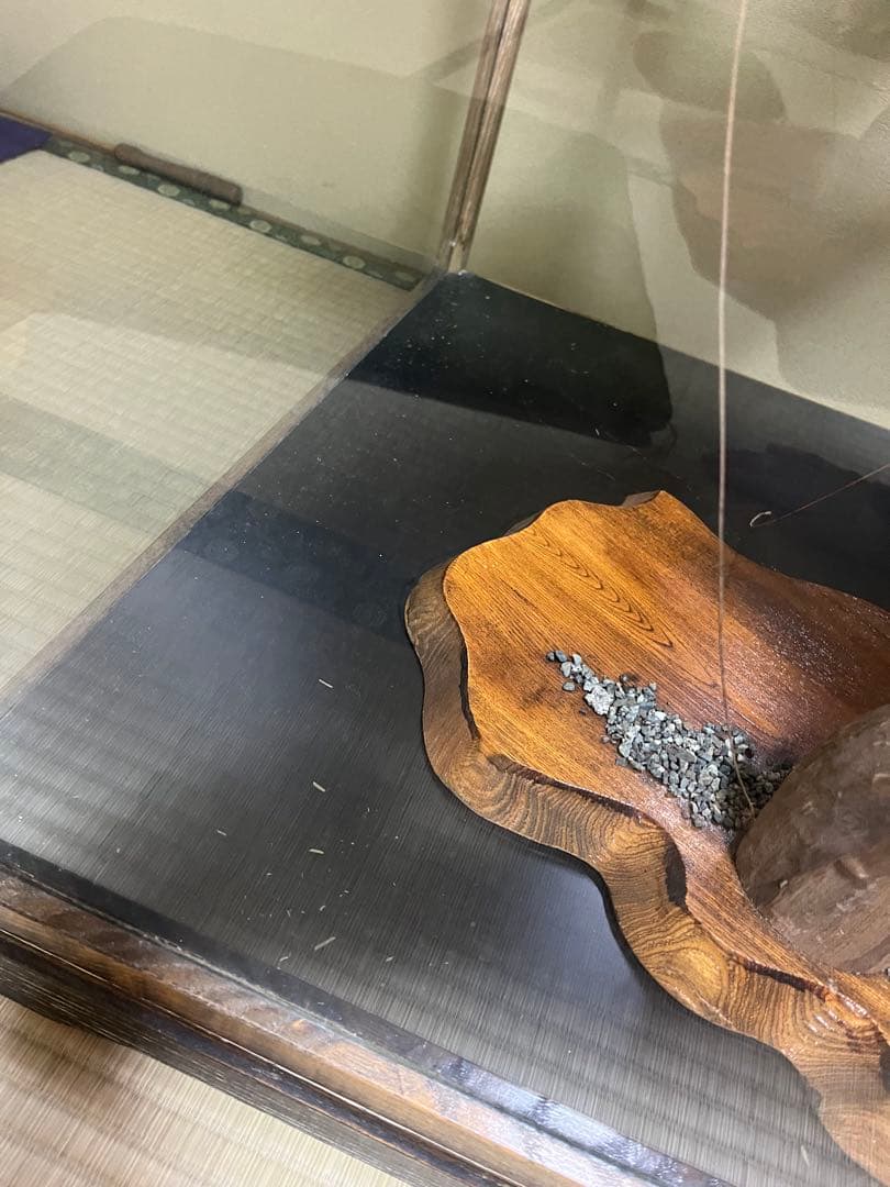 極楽鳥　剥製　置物