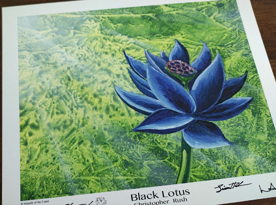 ブラックロータス　アートプリント　 Black Lotus MTG