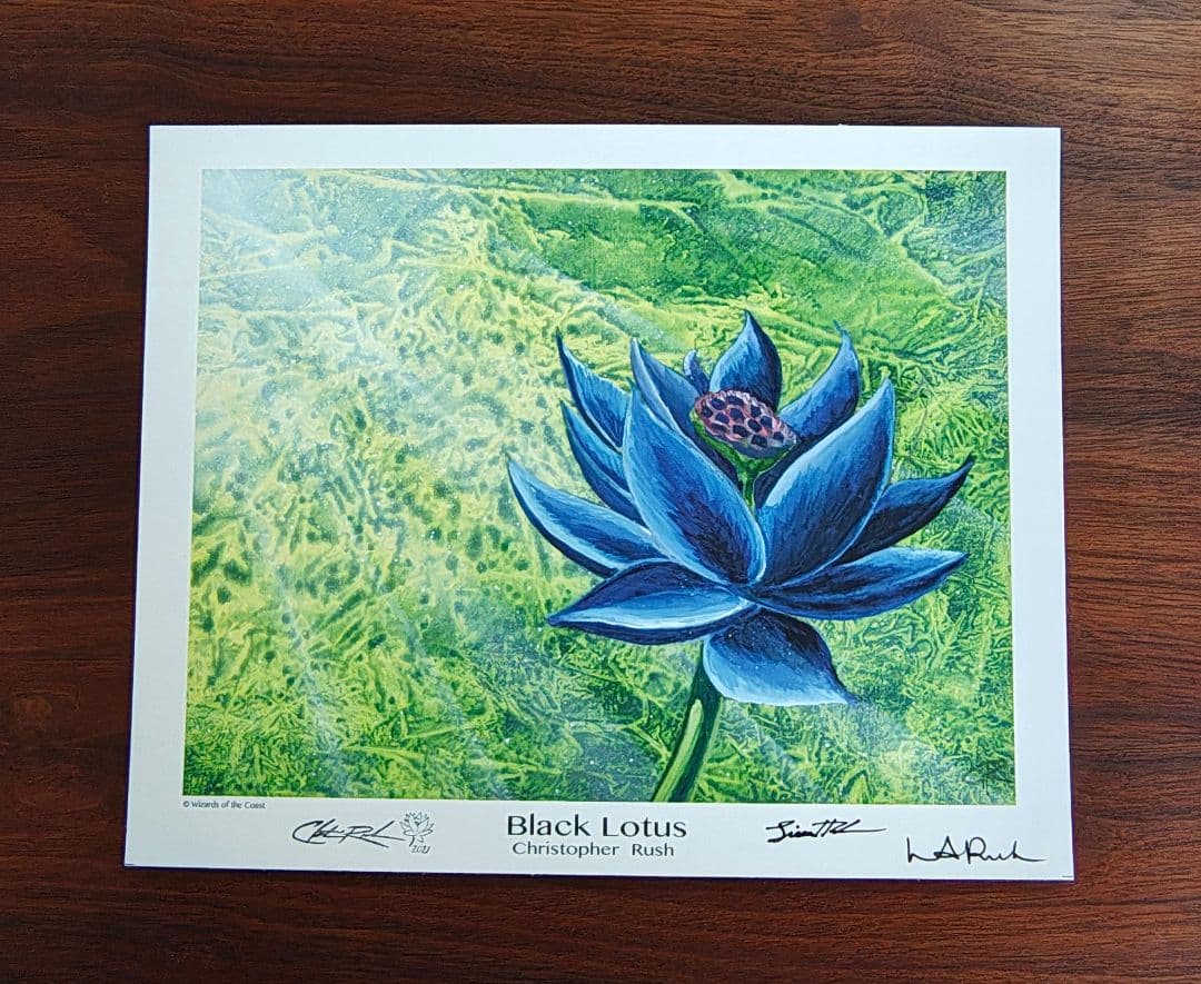 ブラックロータス　アートプリント　 Black Lotus MTG