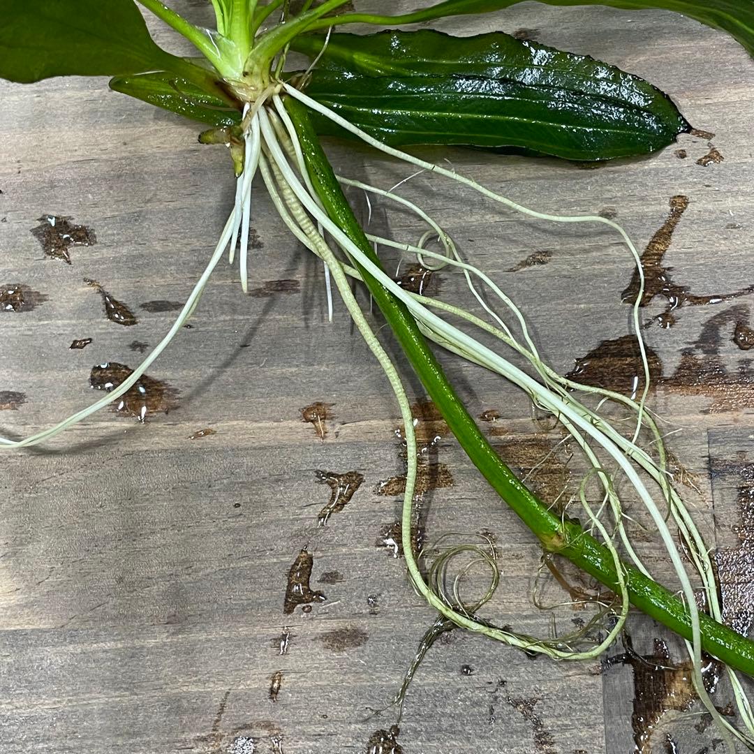 ニコ　E.ホレマニーヴェルデ1株と座標軸1株のセット