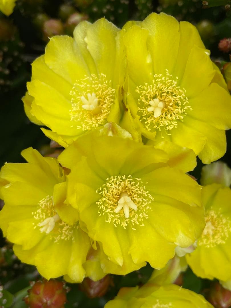 45sun9kg2個¥9000円お姫さまマーク手延そうめん¥5555