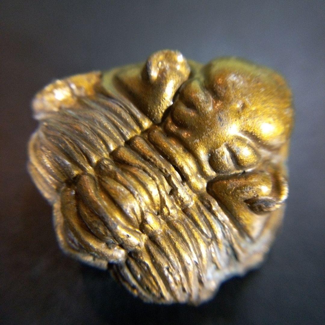 三葉虫　化石　fossil　ボリビア産　trilobite　南アメリカ化石郡①