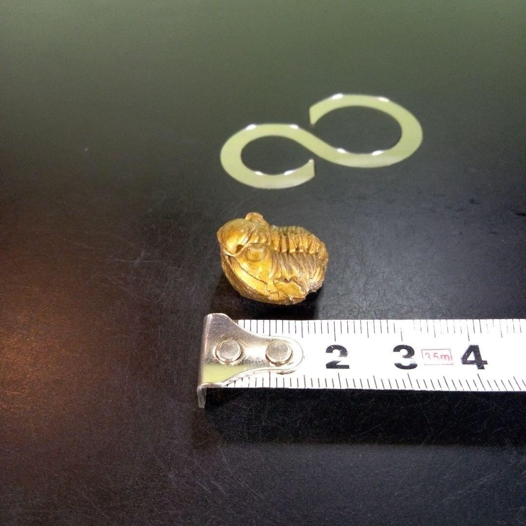 三葉虫　化石　fossil　ボリビア産　trilobite　南アメリカ化石郡①
