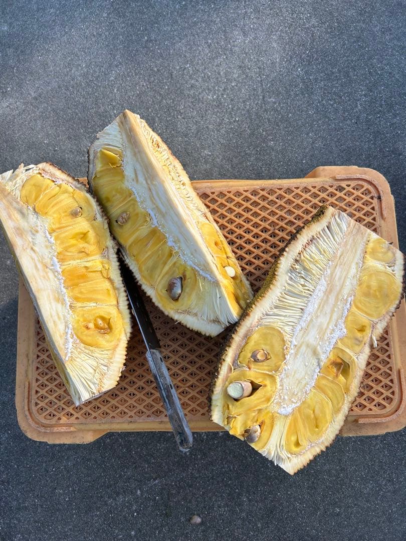 沖縄県産ジャックフルーツ(パラミツ)10kg以上