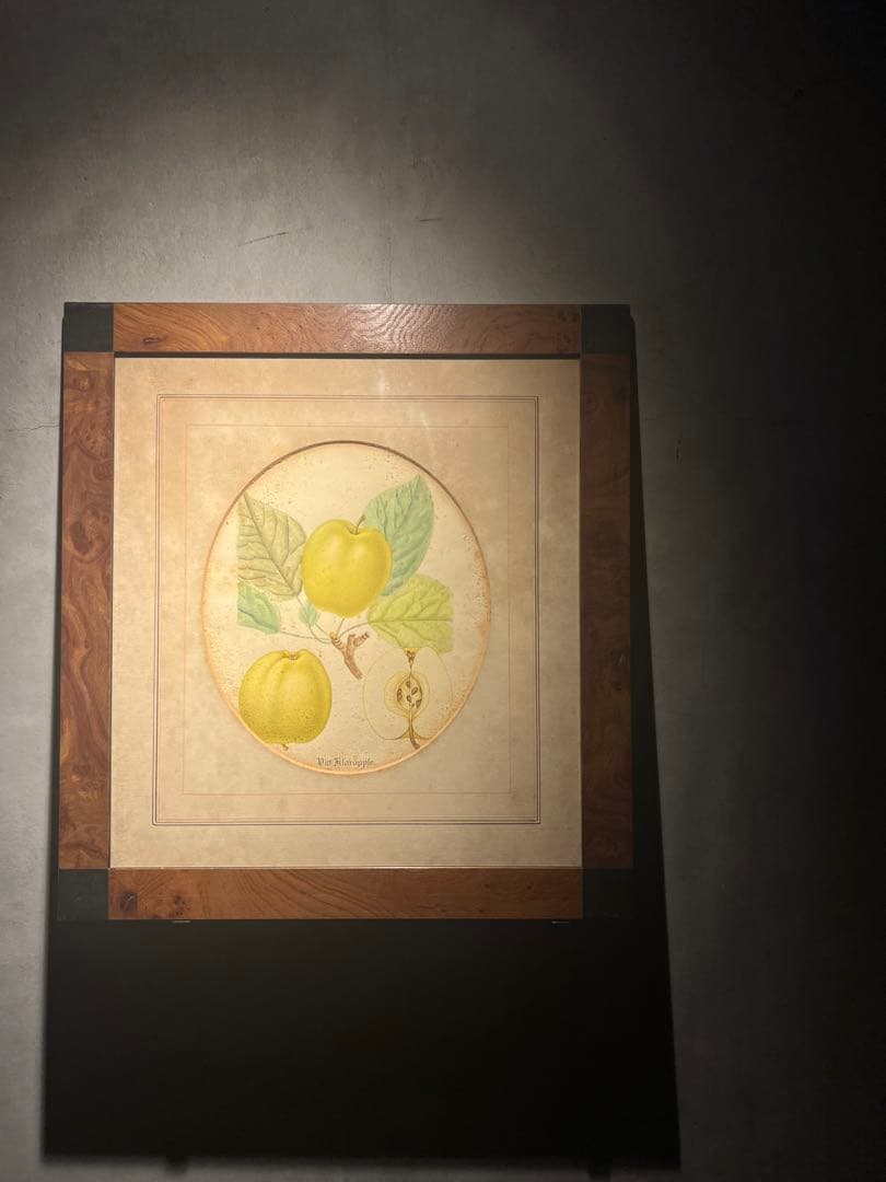 antique ドイツの果実学 リンゴ 植物画　豪華目額装