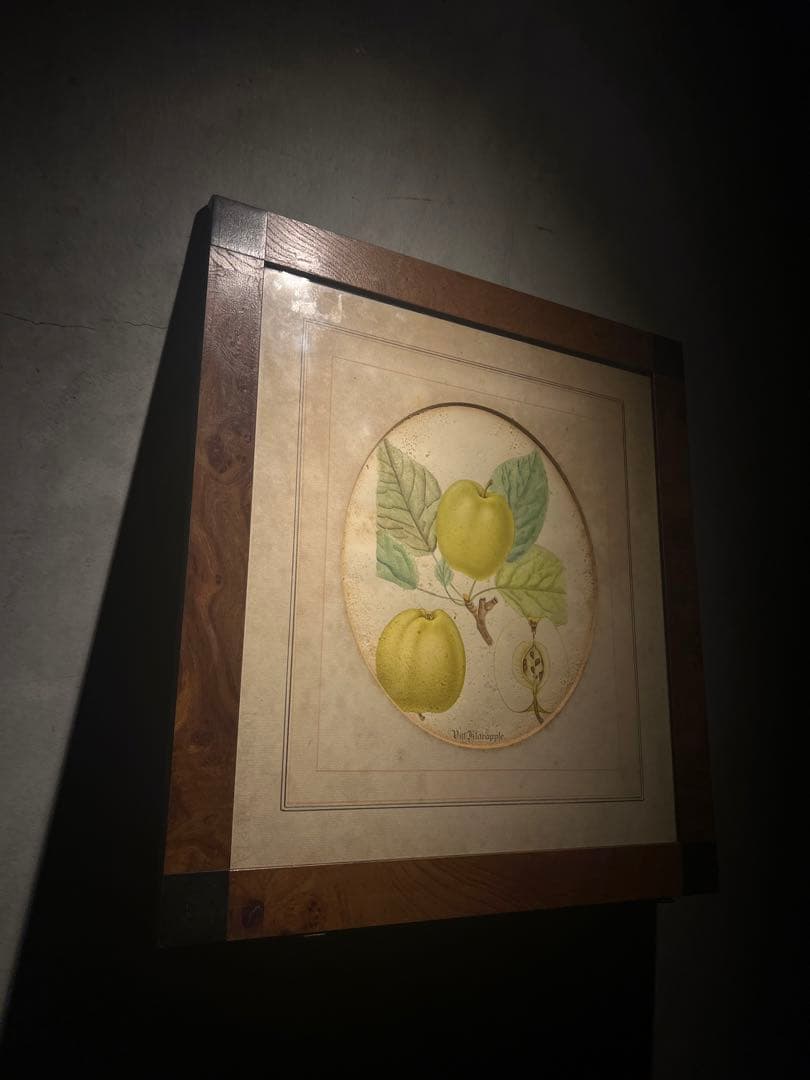 antique ドイツの果実学 リンゴ 植物画　豪華目額装