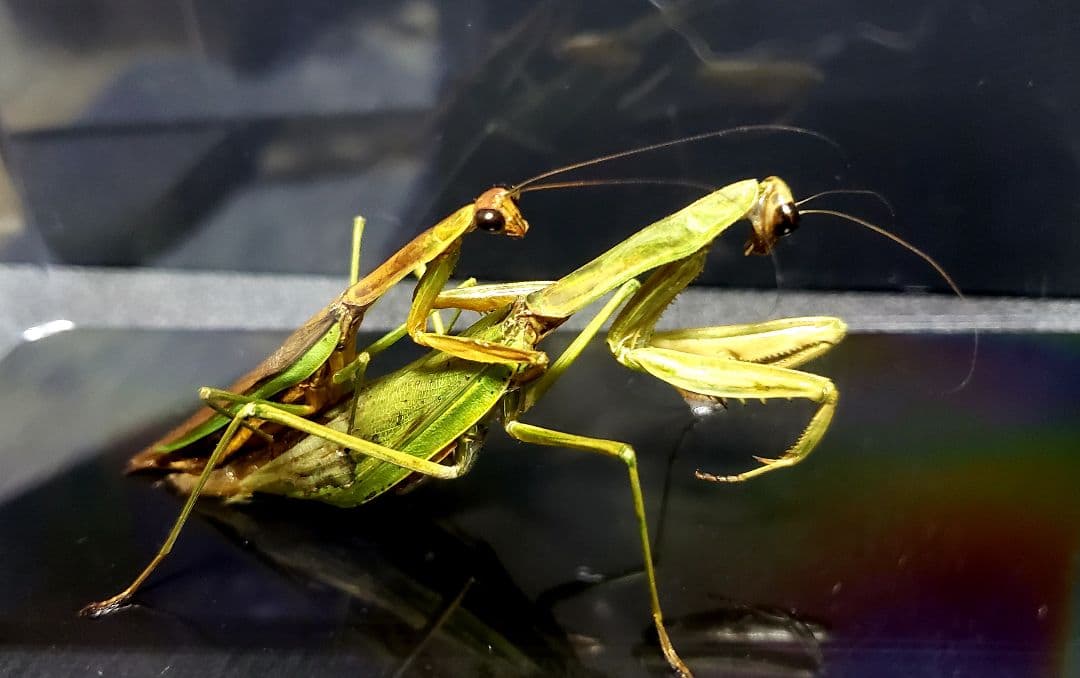 ケムンパス出品 オオカマキリ立体標本2点
