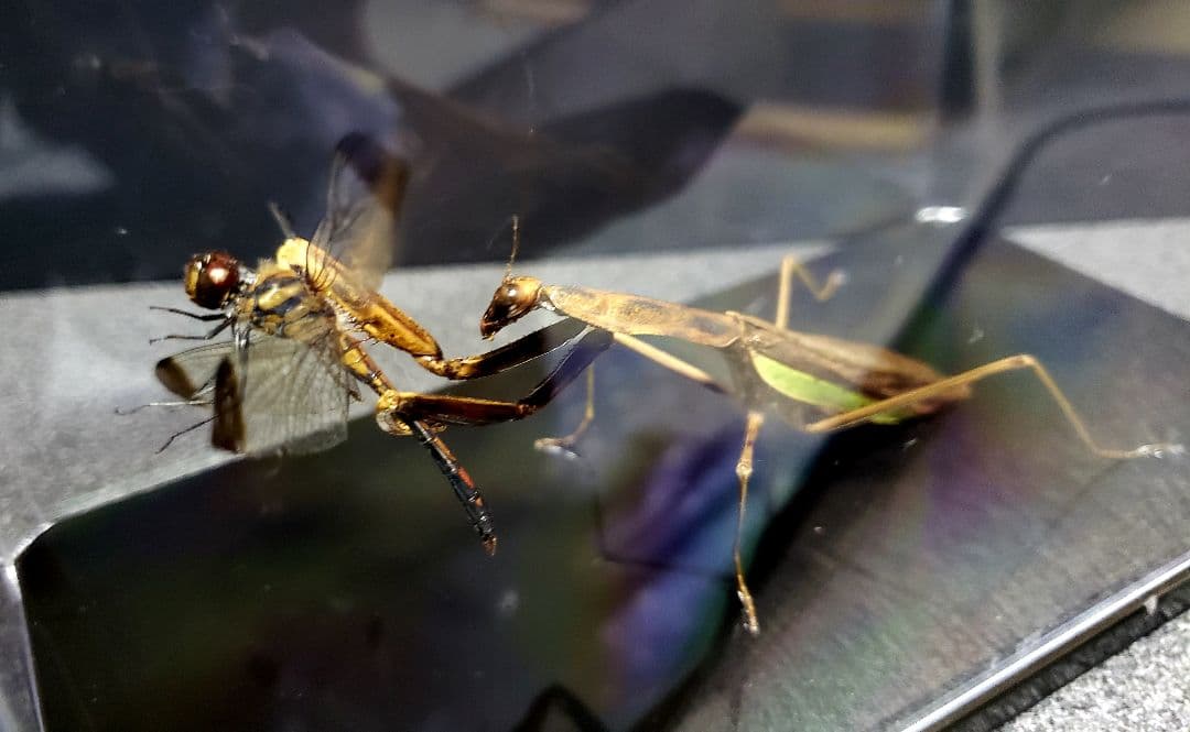 ケムンパス出品 オオカマキリ立体標本2点