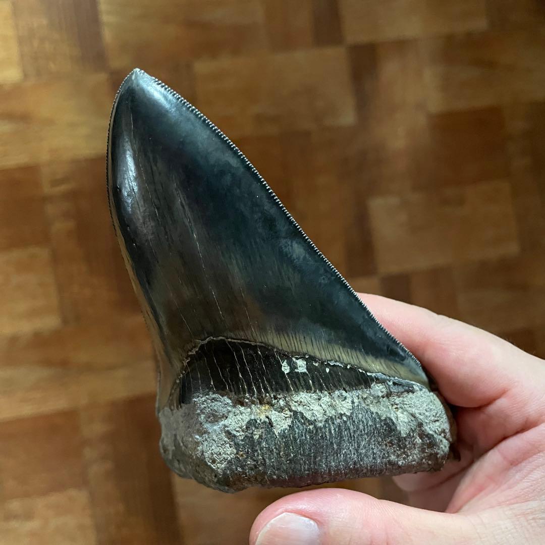 メガロドンの歯 化石 ジェムグレード 超希少カラー パワーストーン 鉱物 宝石