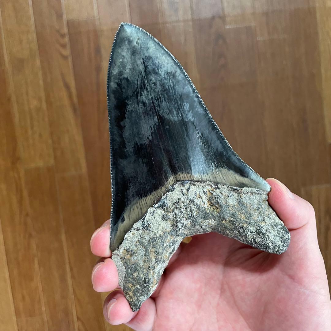 メガロドンの歯 化石 ジェムグレード 超希少カラー パワーストーン 鉱物 宝石