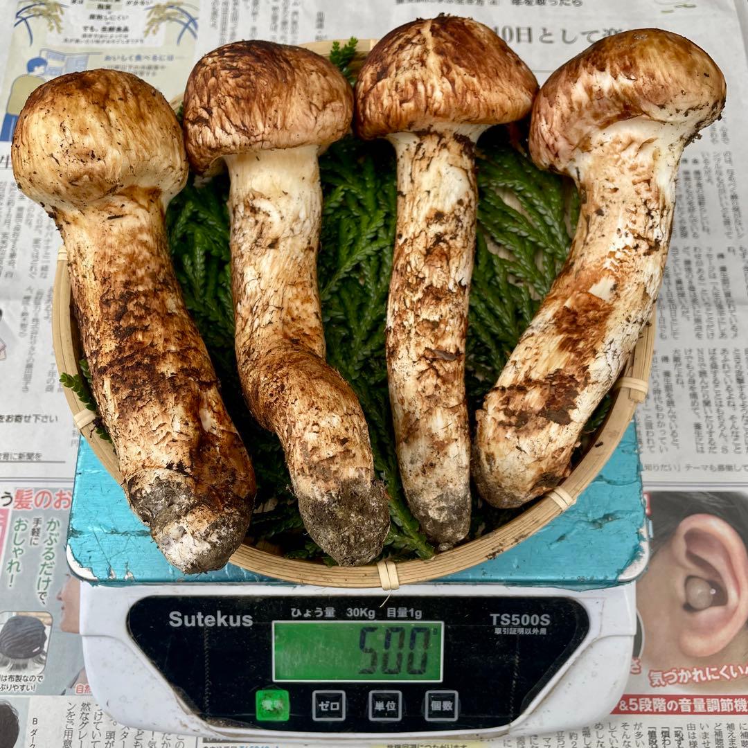 天然きのこ 松茸 国産 良品‼️ マツタケ まつたけ 森の凛さん採取 その119