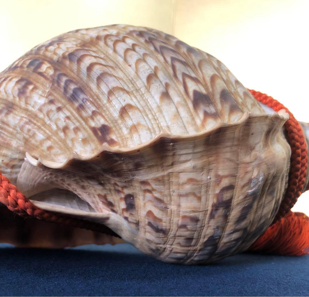 《レ》約41㎝ 修験道法螺貝 紐付 山伏 ほら貝 貝笛 251118え3