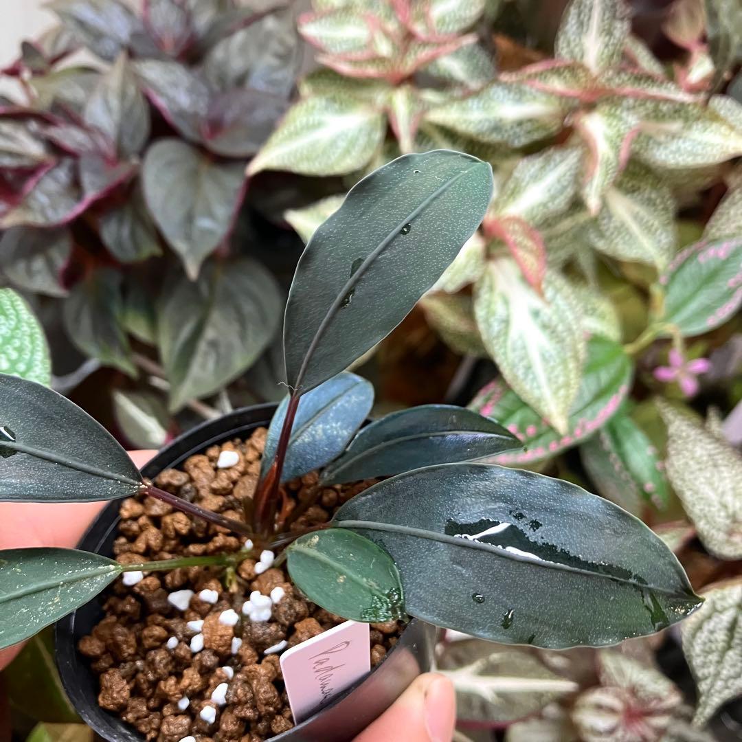 水草 Bucephalandra motleyana Padawan