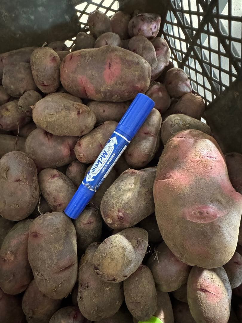 じゃがいも 馬鈴薯 グランドペチカ デストロイヤー 10kg 食用 種芋