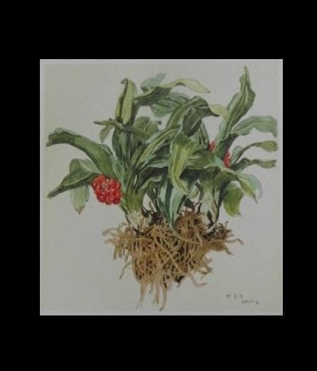 小磯良平/植物画・オオバナセツコク/サイン入り/額付