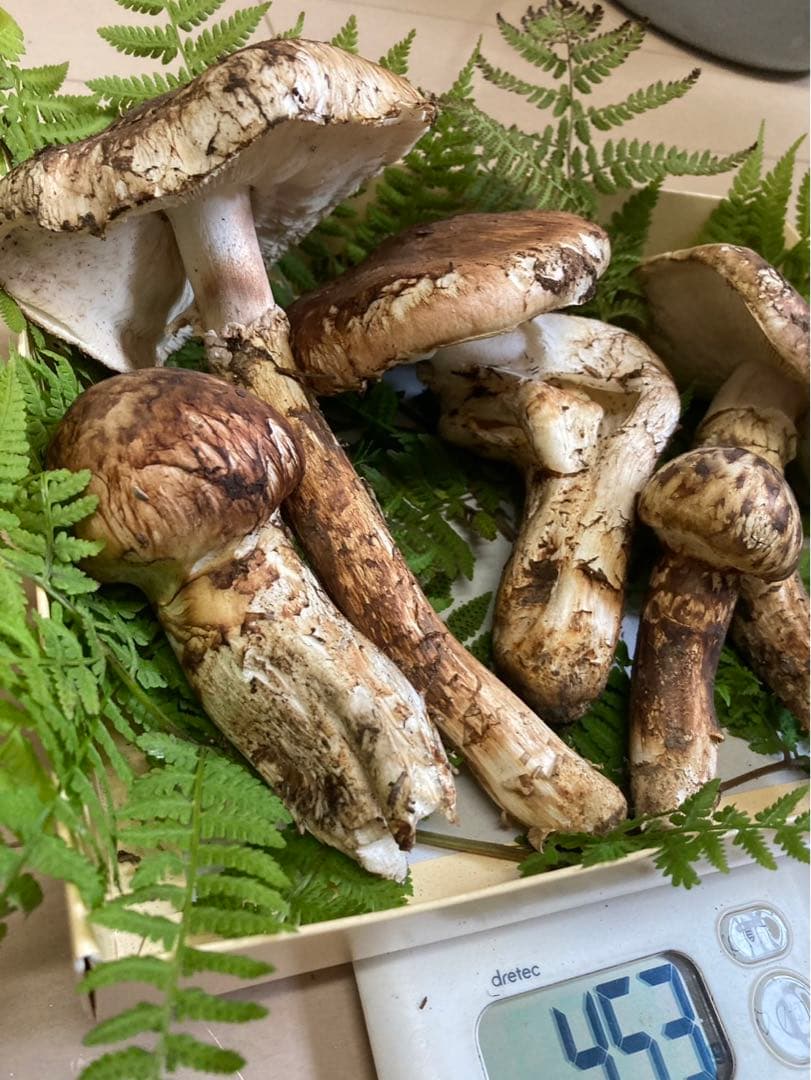 訳あり！岩手県産松茸　国産松茸