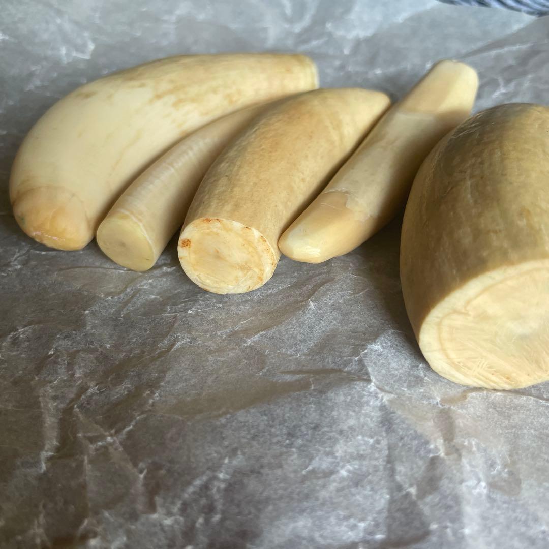 O*)様 マッコウクジラの歯　鯨歯　未加工370g