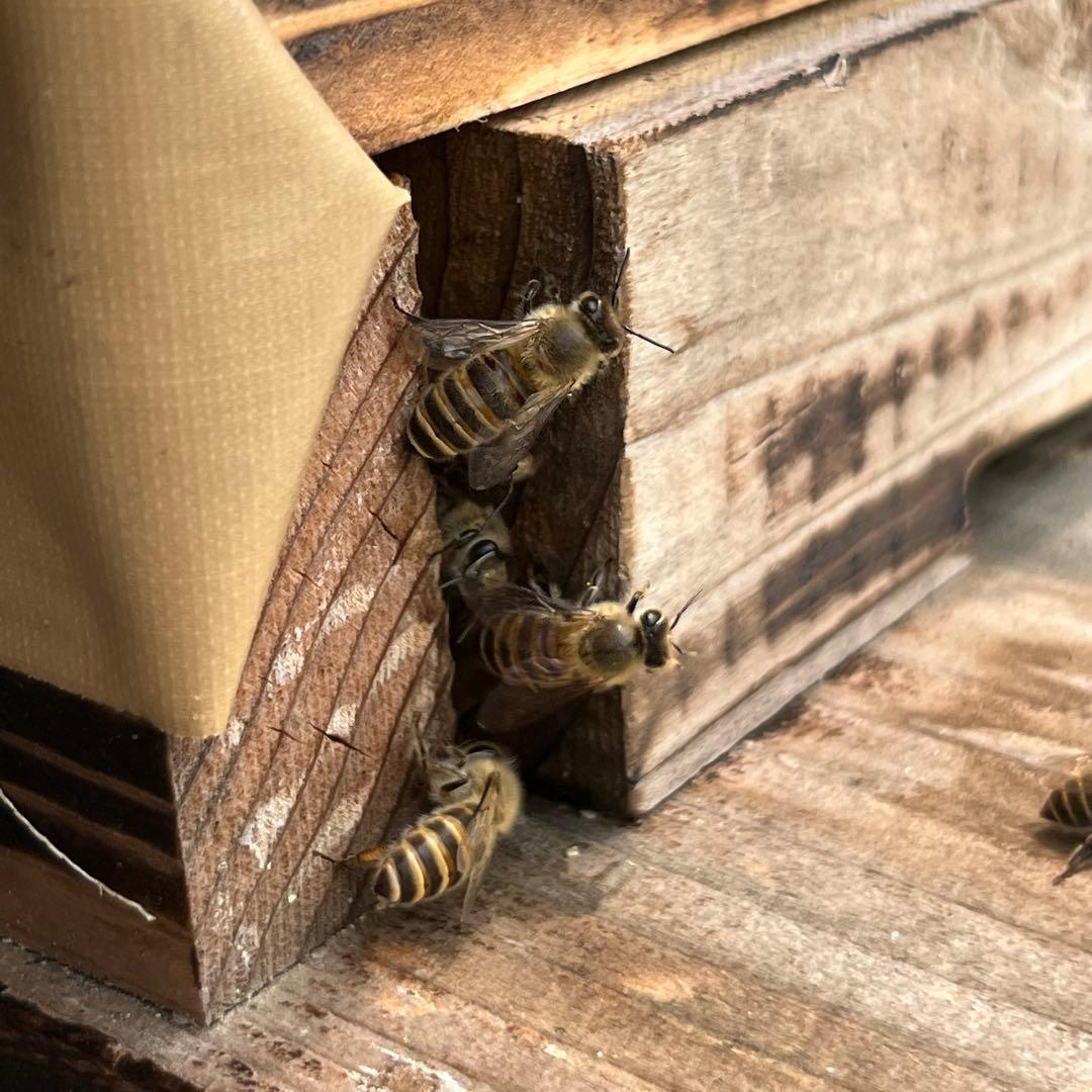 徳島県産　ニホンミツバチ　蜂蜜　240g×4個