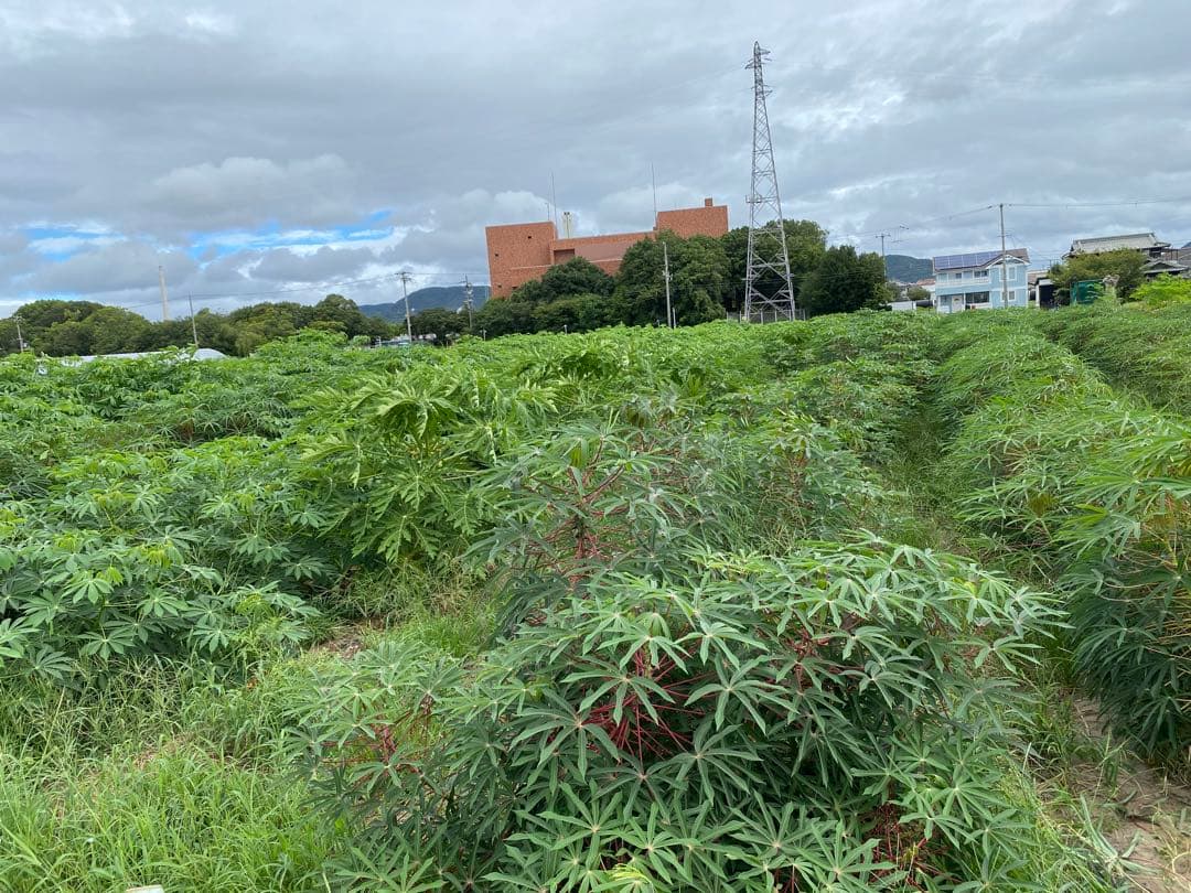 在庫調整セール‼️ キャッサバ　20kg 赤穂産