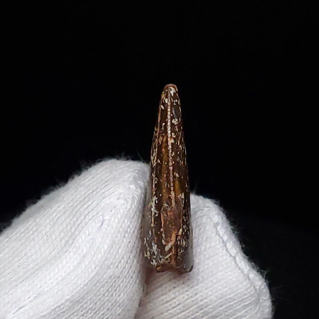 美品 ラプトル 化石 歯 恐竜 本物 モロッコ産 17.78mm fra14