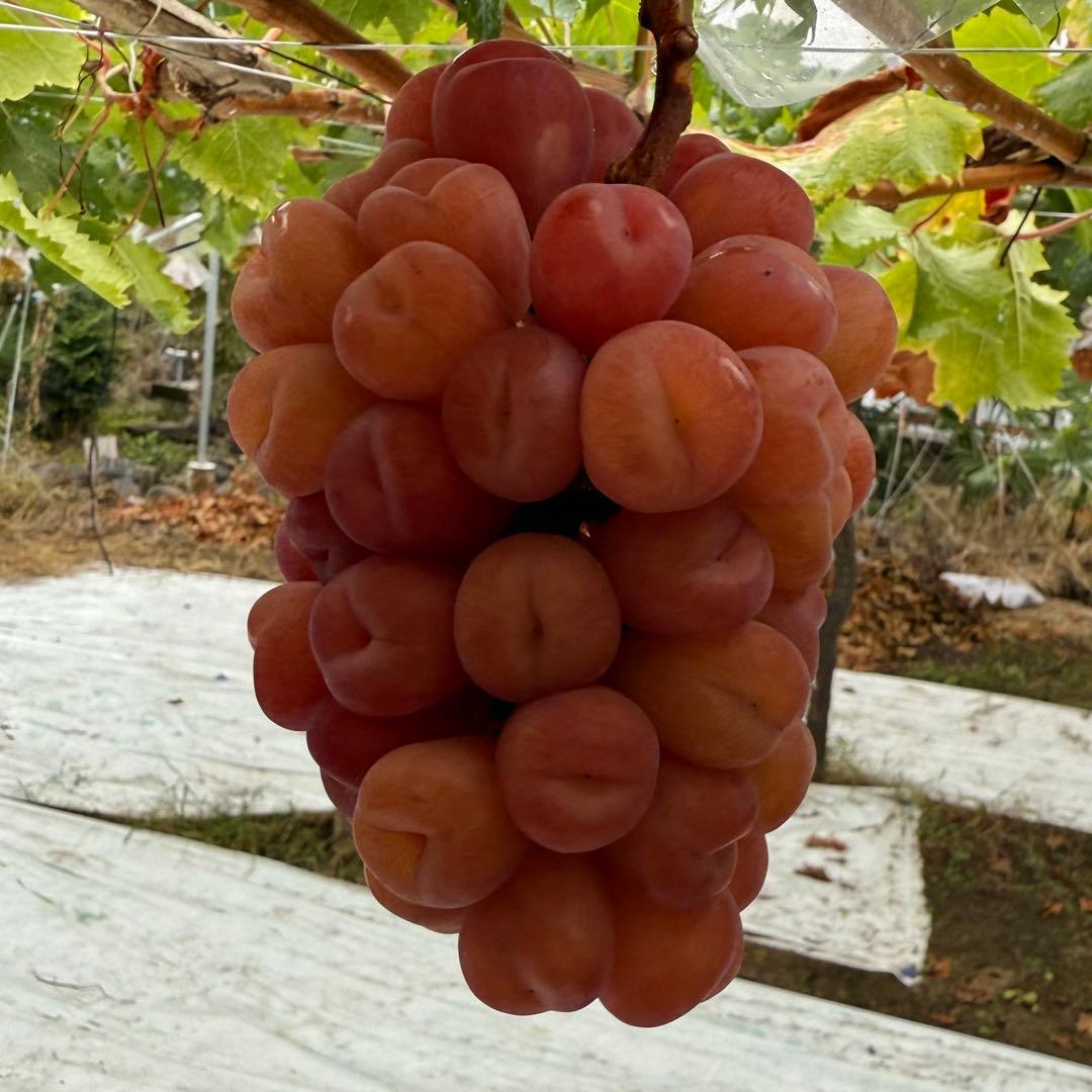 値下げ！本日発送！最終売り切り！ラスト1箱のみ【山梨県産】マイハート5kg