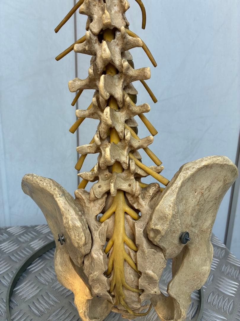 脊椎模型 約90cm