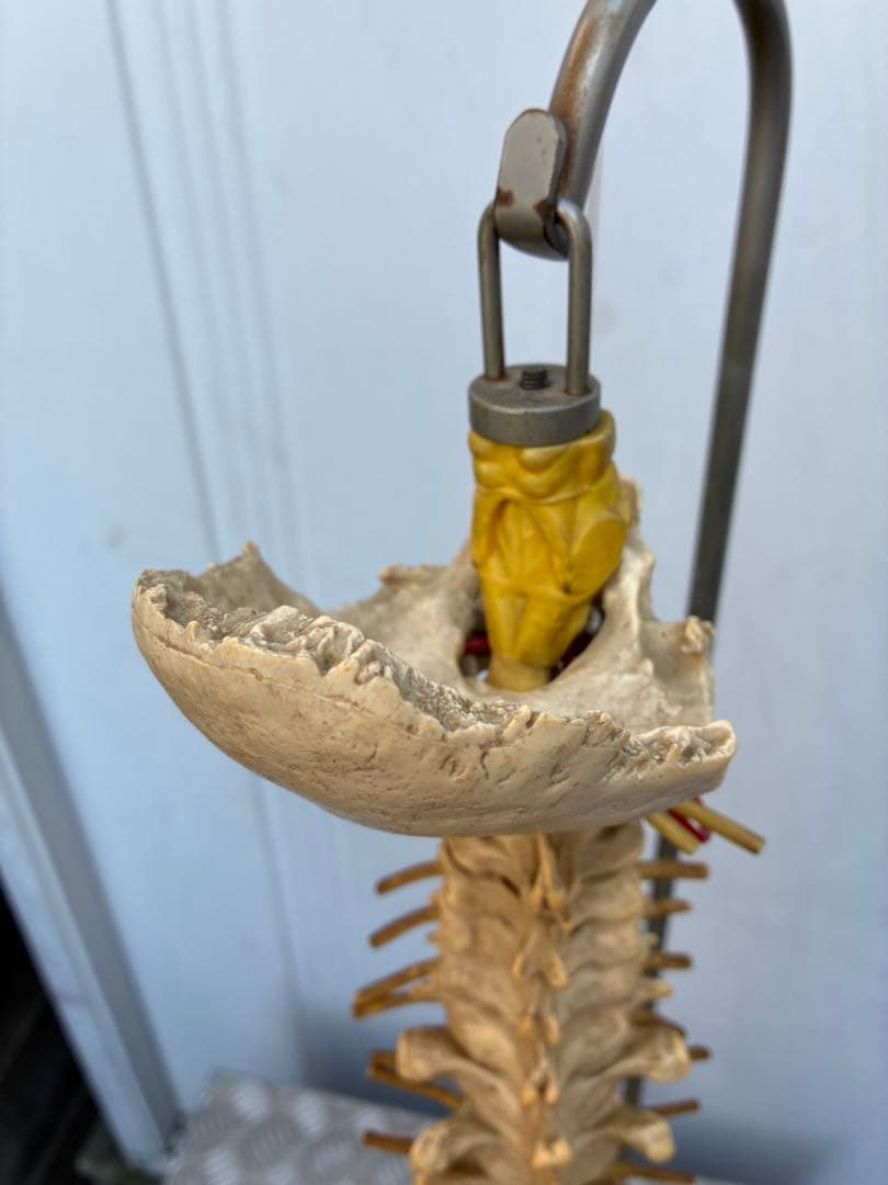 脊椎模型 約90cm