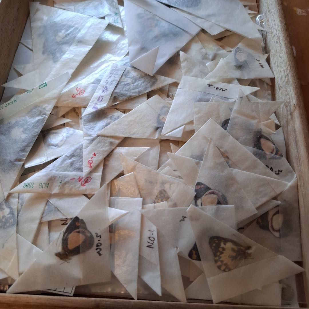 外国産蝶標本　三角紙　大量　まとめて　トリバネアゲハ　ニシキオオツバメガ