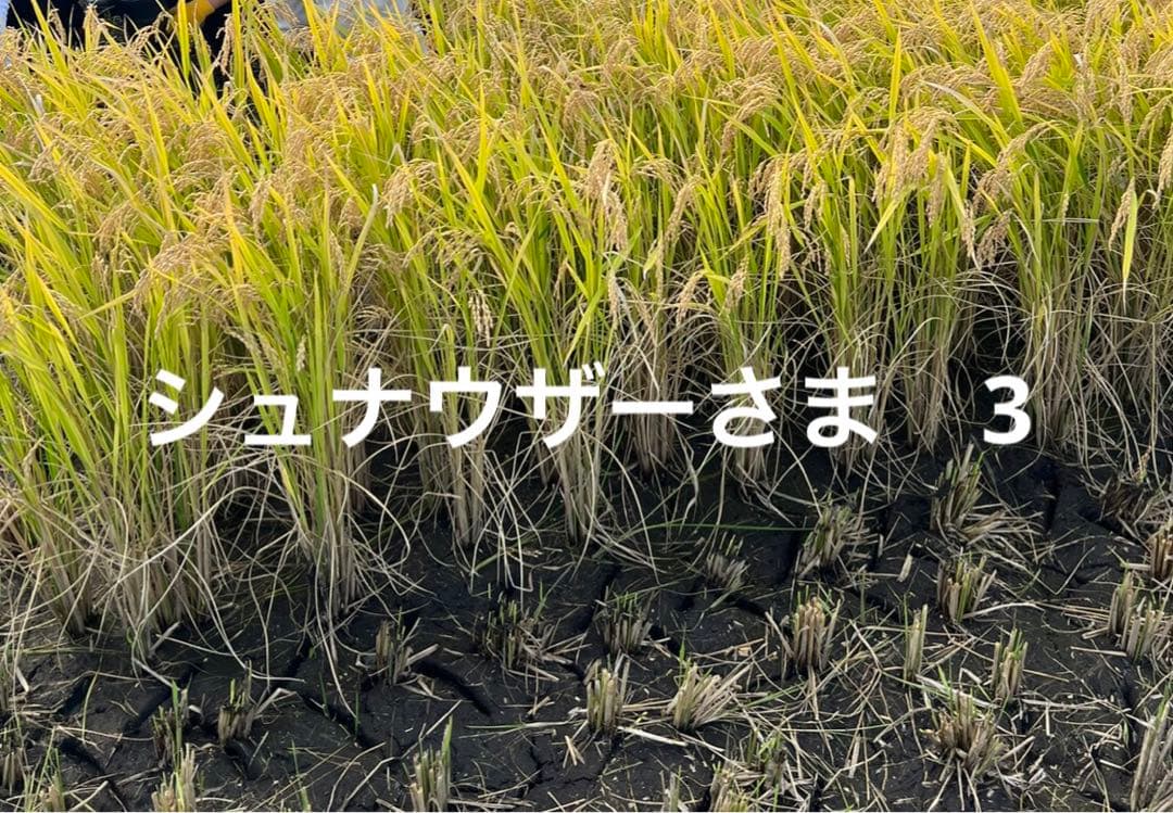 シュナウザーさま　3