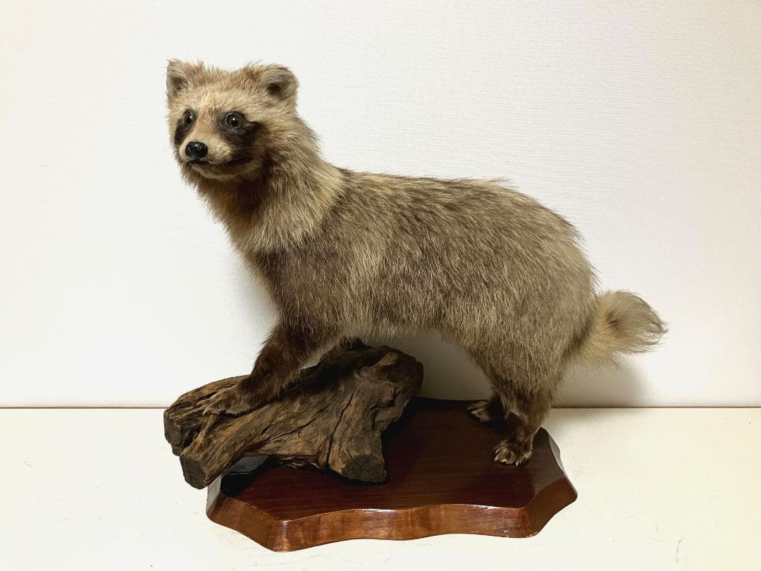 狸の剥製：種の保存法に該当しない動物