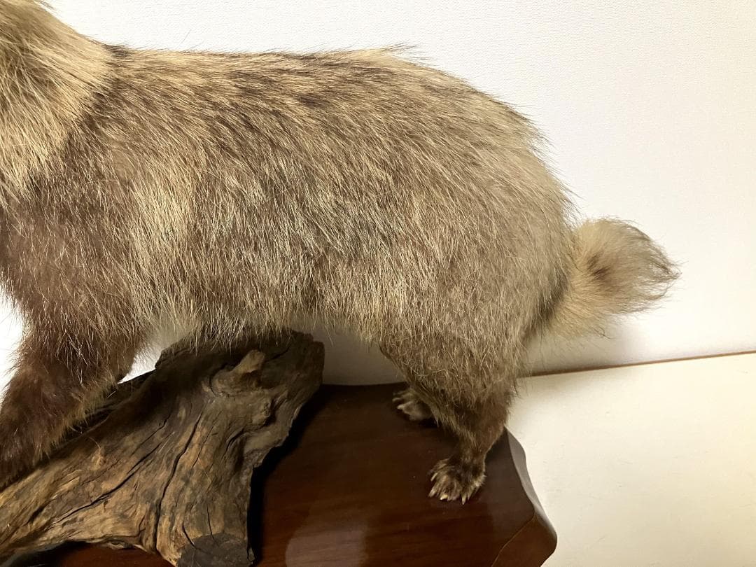 狸の剥製：種の保存法に該当しない動物